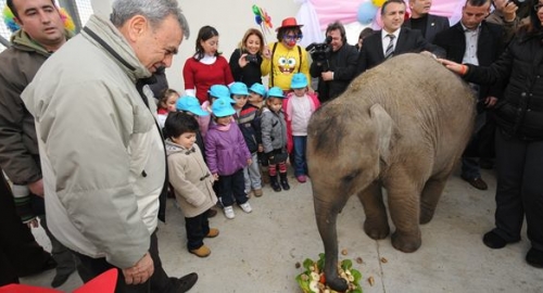 Türkiye'nin ilk fili üç yaşına giriyor 